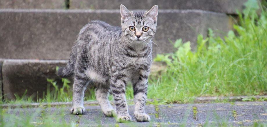 Hier sehen Sie eine Katze im Freigang.